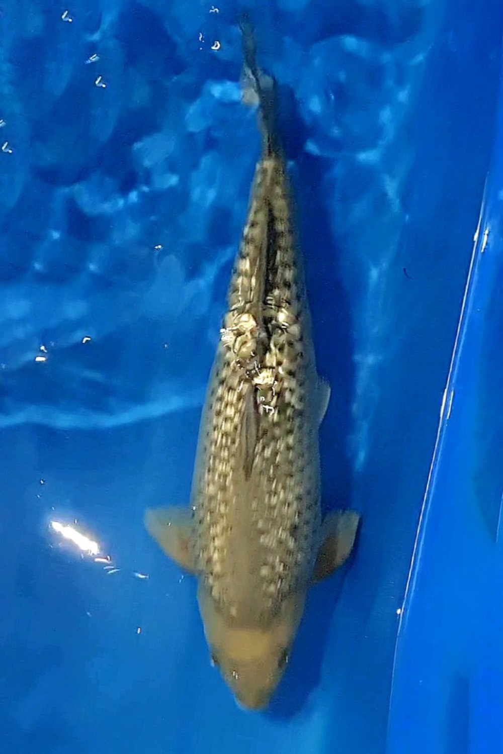 Juara 3