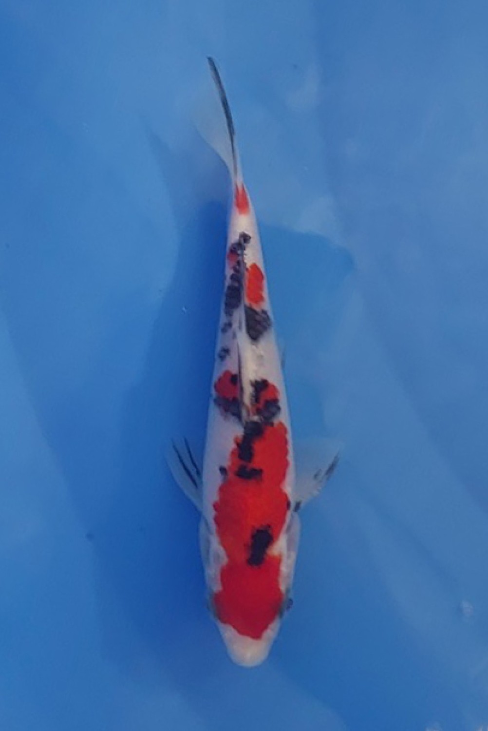Juara 1