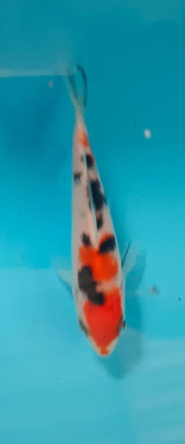 Juara 5