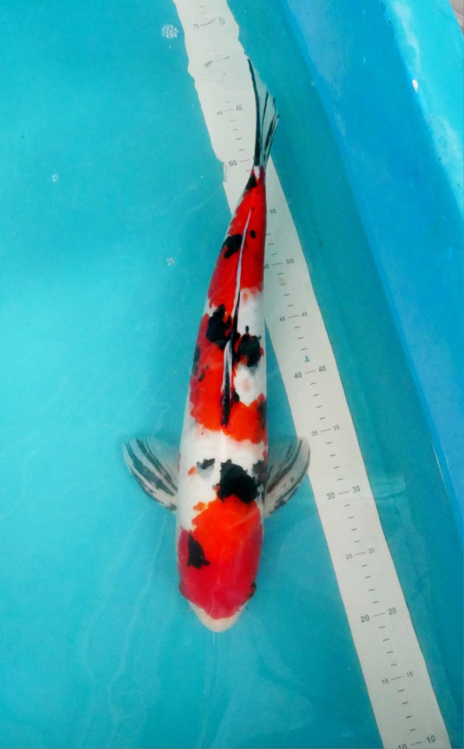 Juara 2