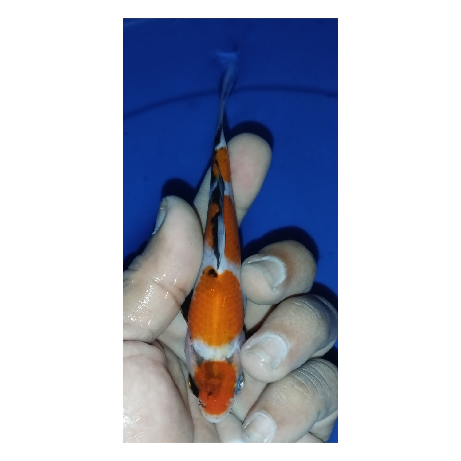 Juara 2