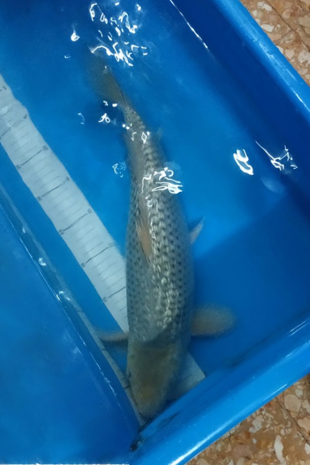 Juara 3