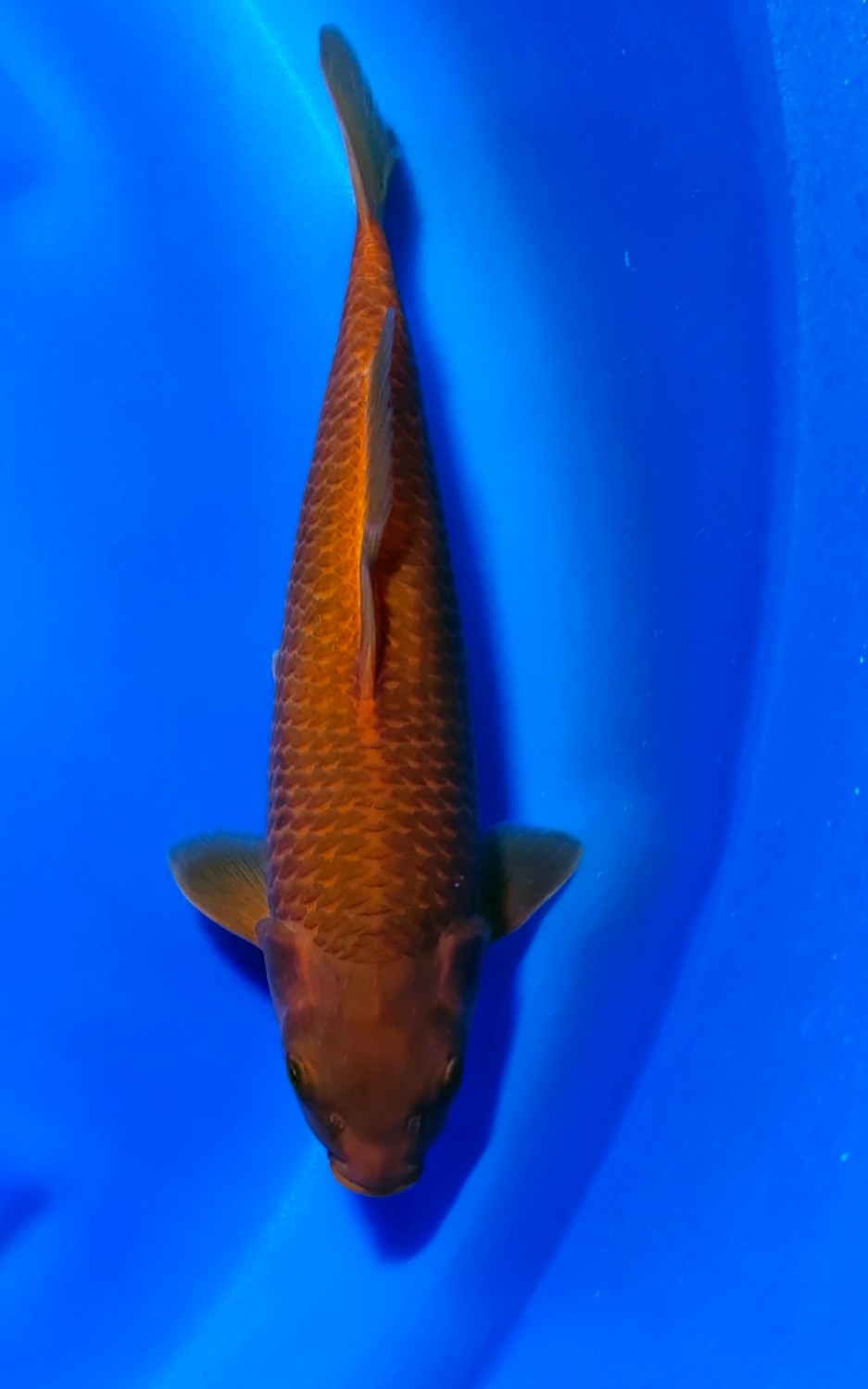 Juara 1