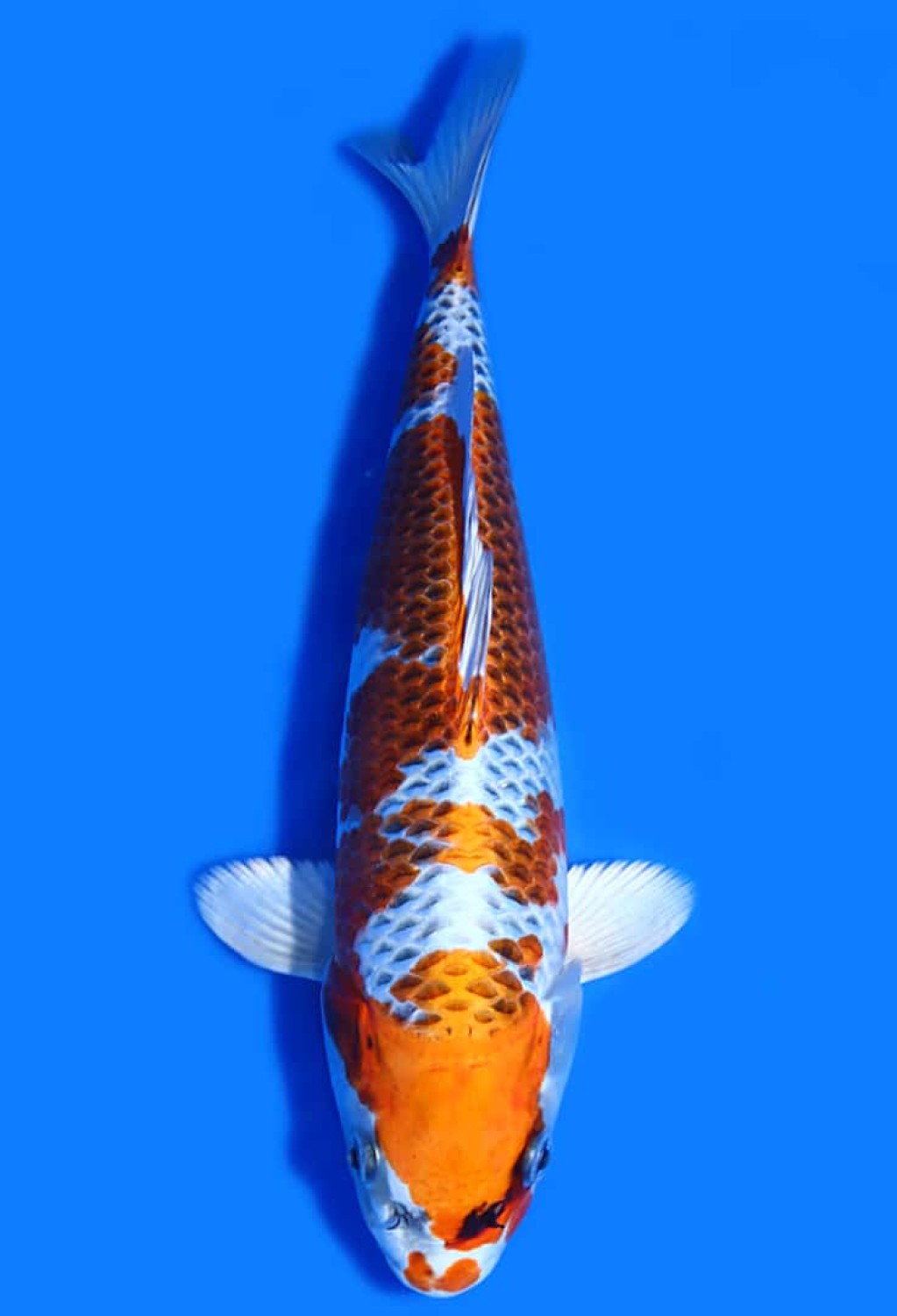 Juara 1