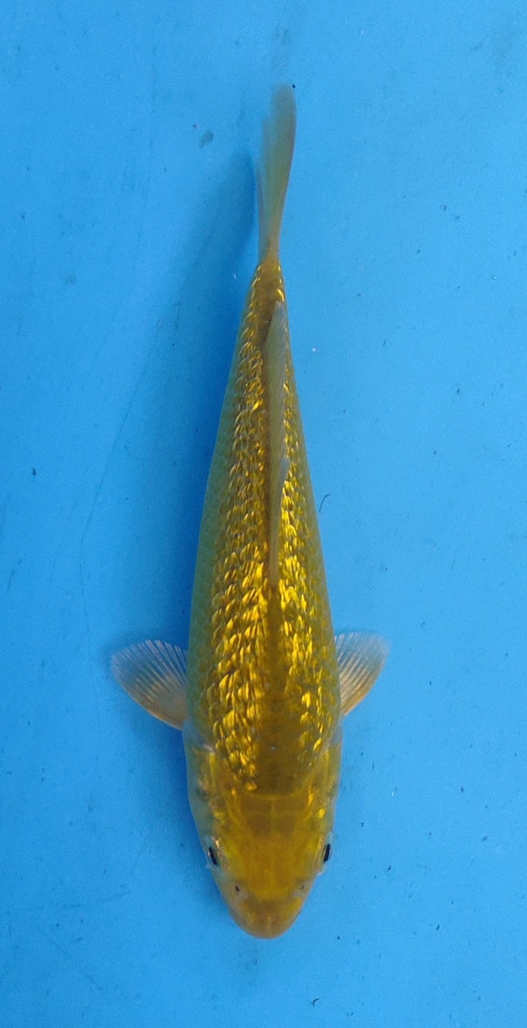 Juara 1