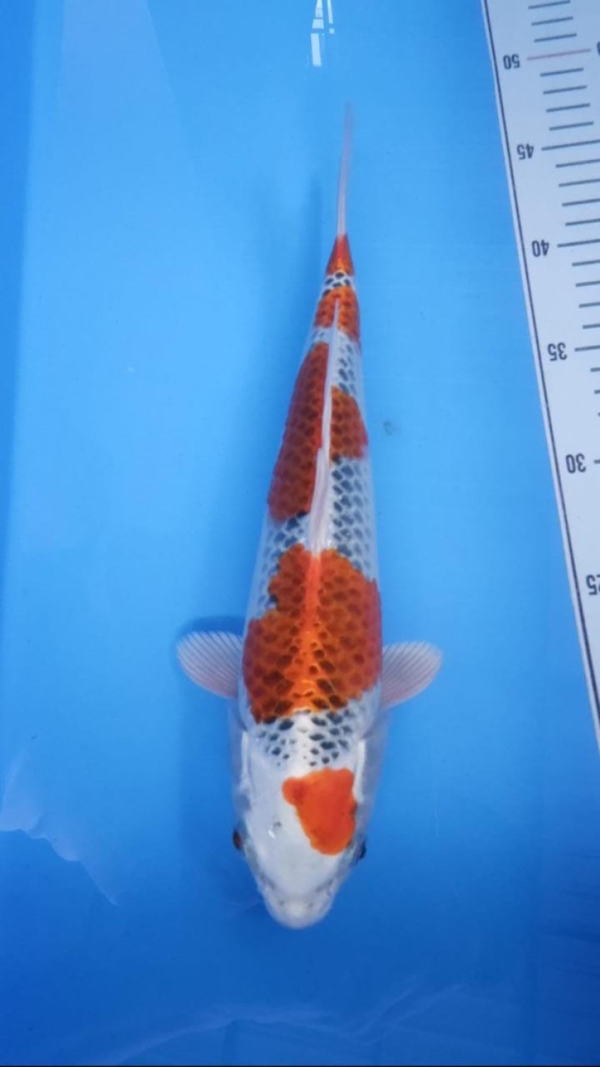 Juara 1