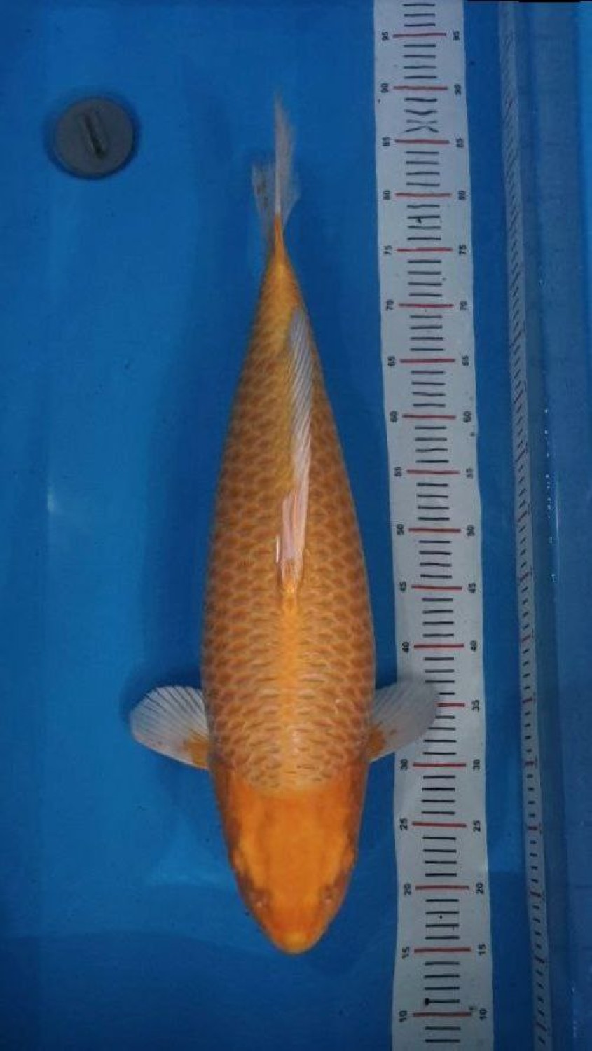 Juara 1