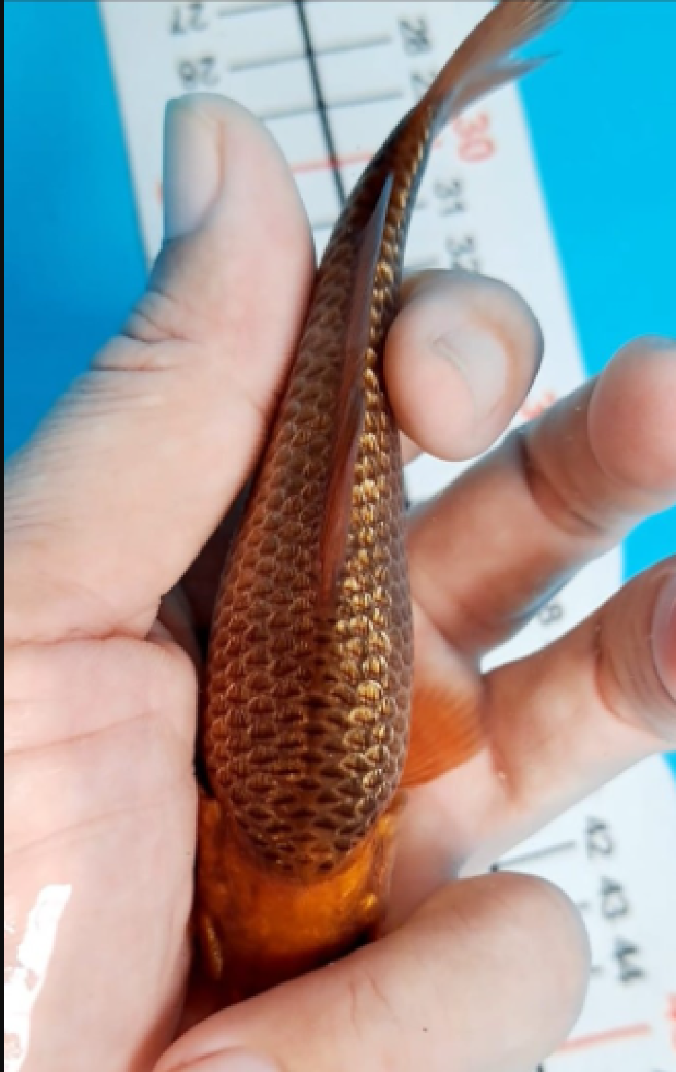 Juara 5