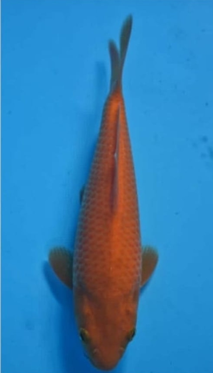Juara 2