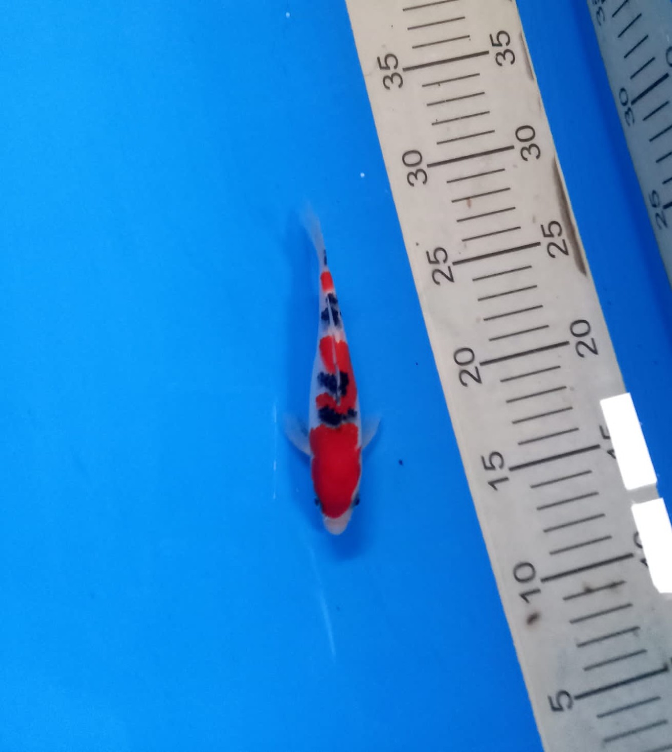 Juara 1