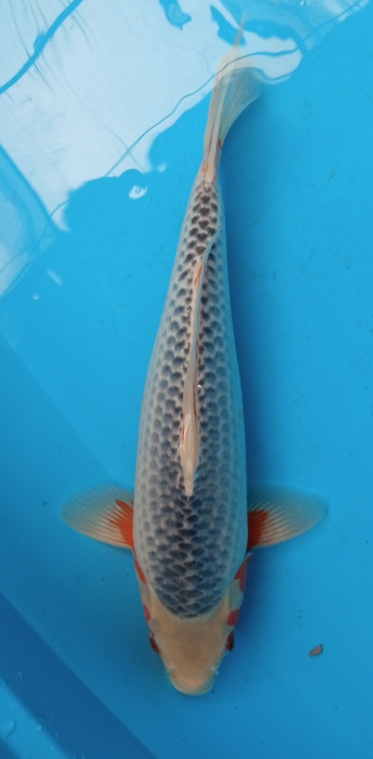 Juara 2