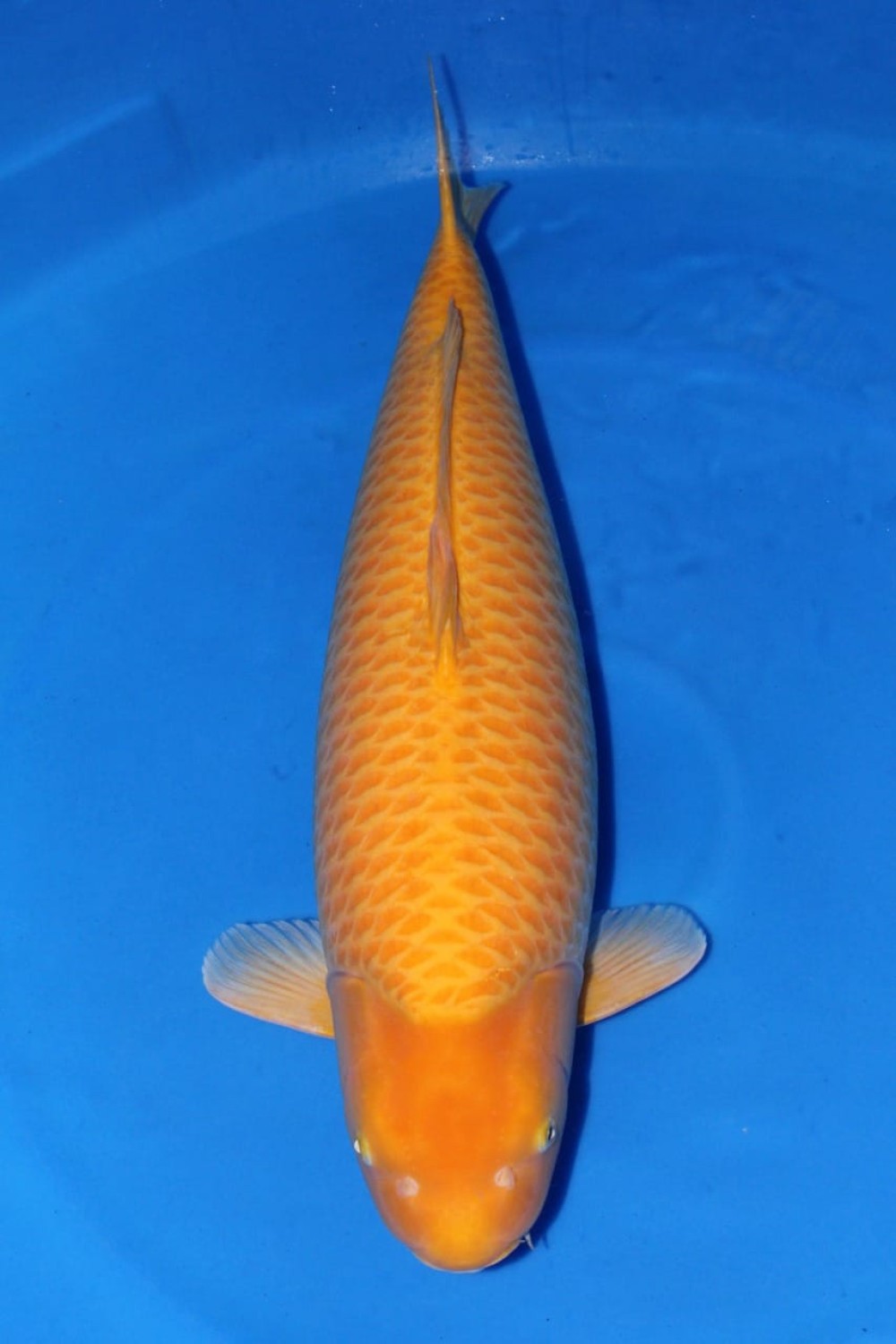 Best In Size E 71 - 75 cm
