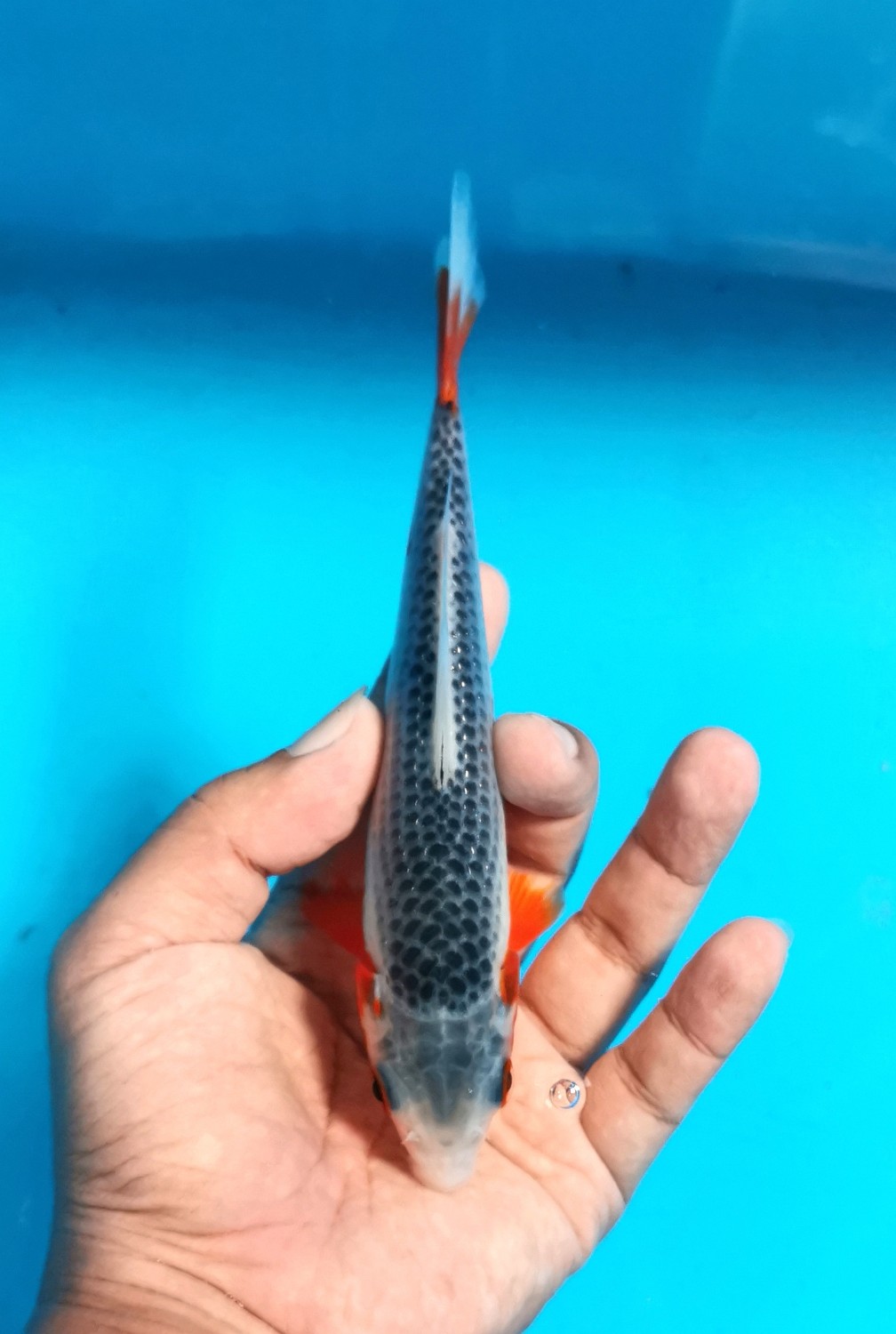 Best In Size D 16 - 20 cm