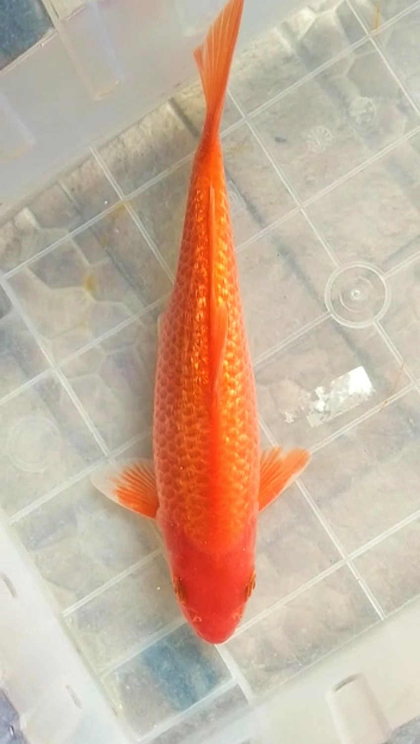 Juara 1