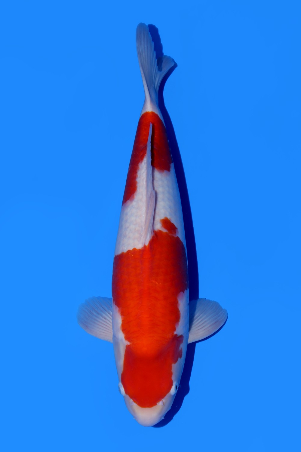 Juara 3