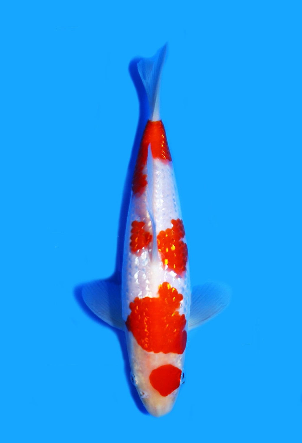 Juara 5