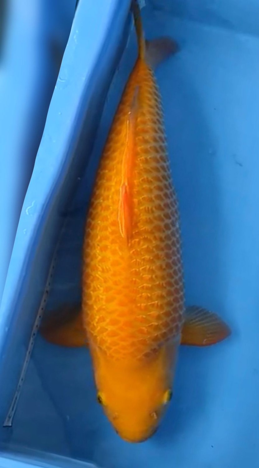 Juara 2