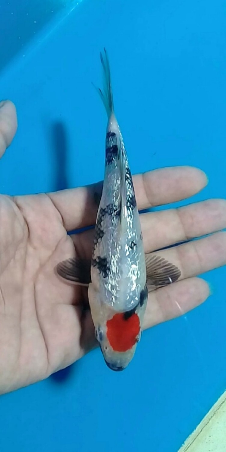 Juara 4