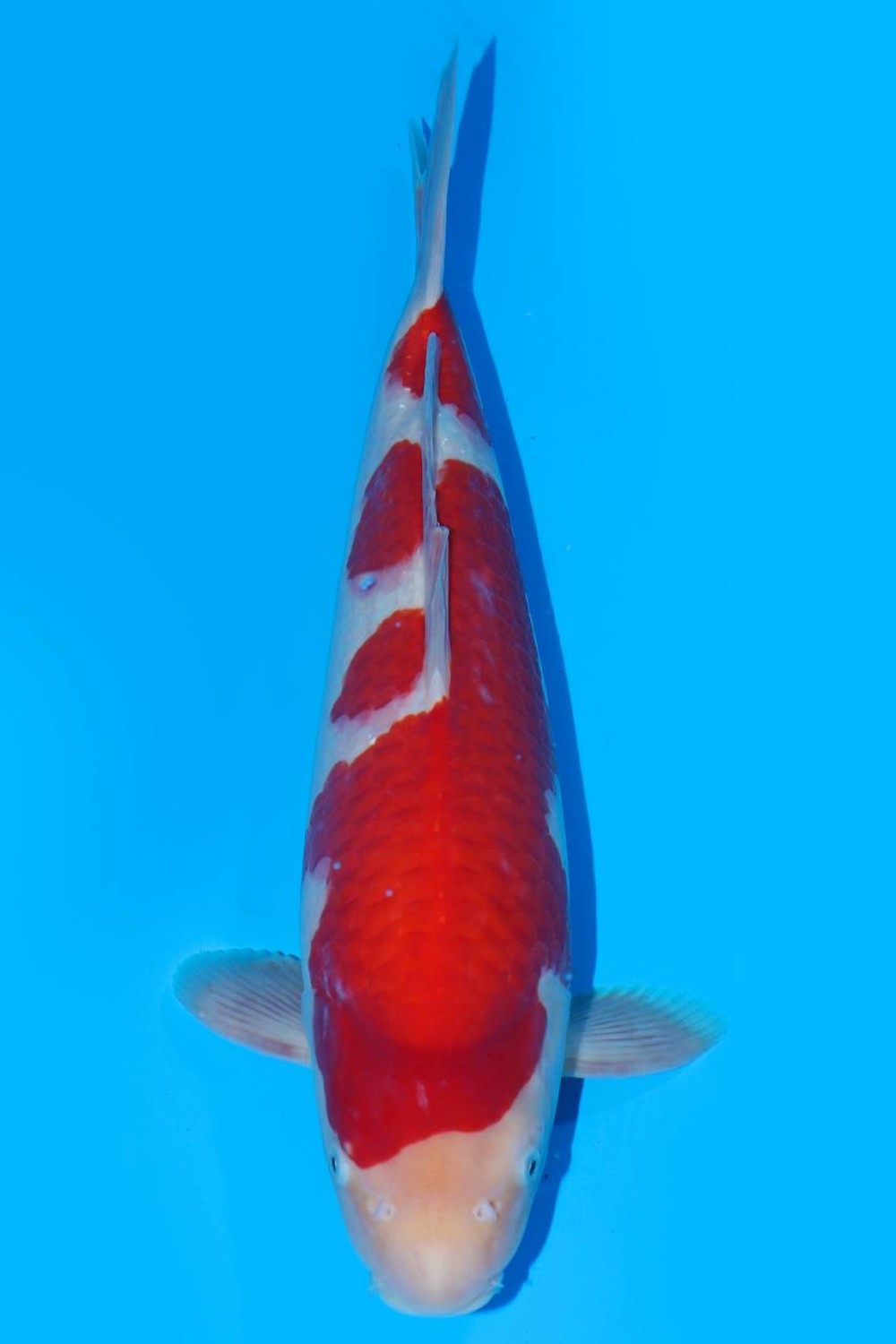 Juara 1