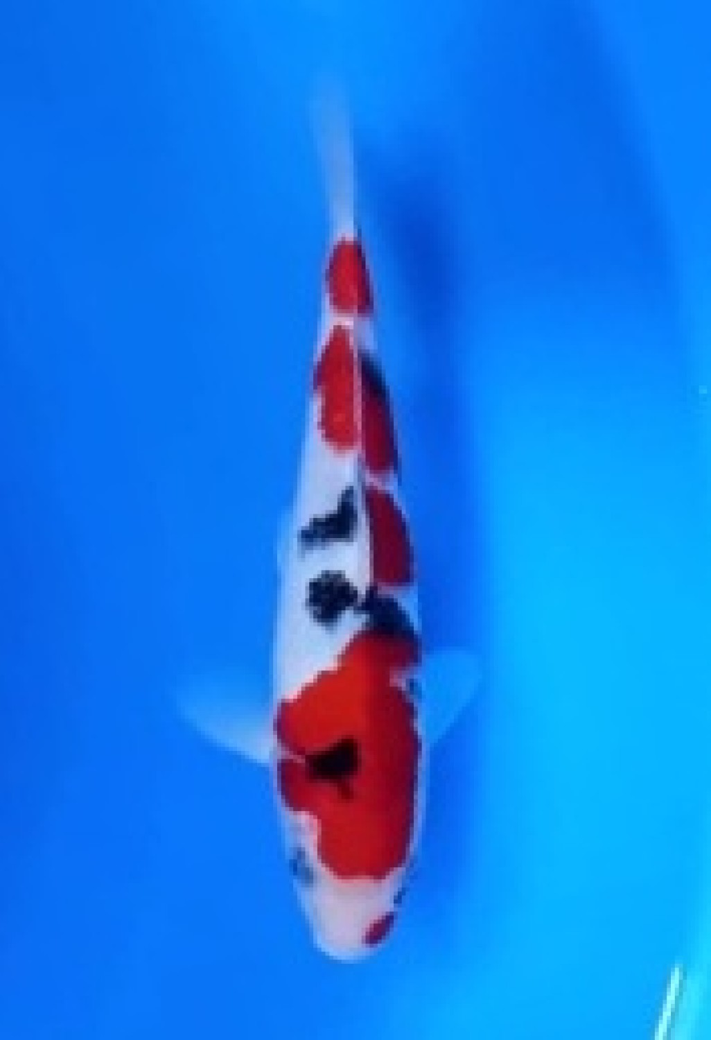Juara 4