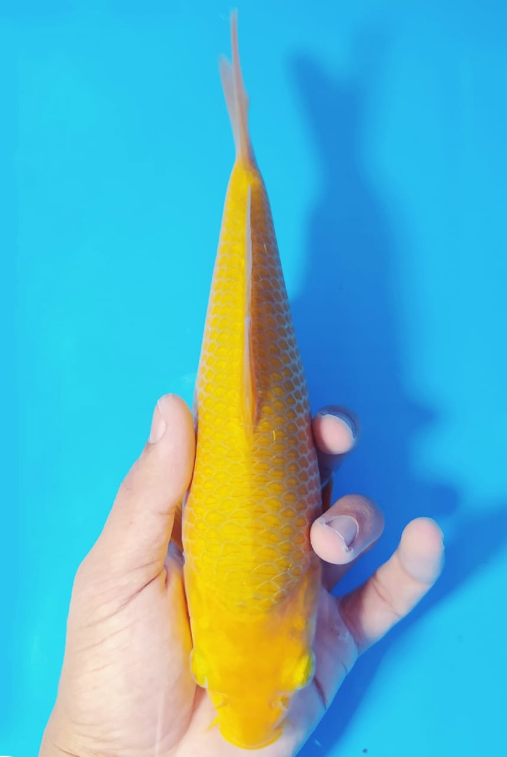 Juara 5