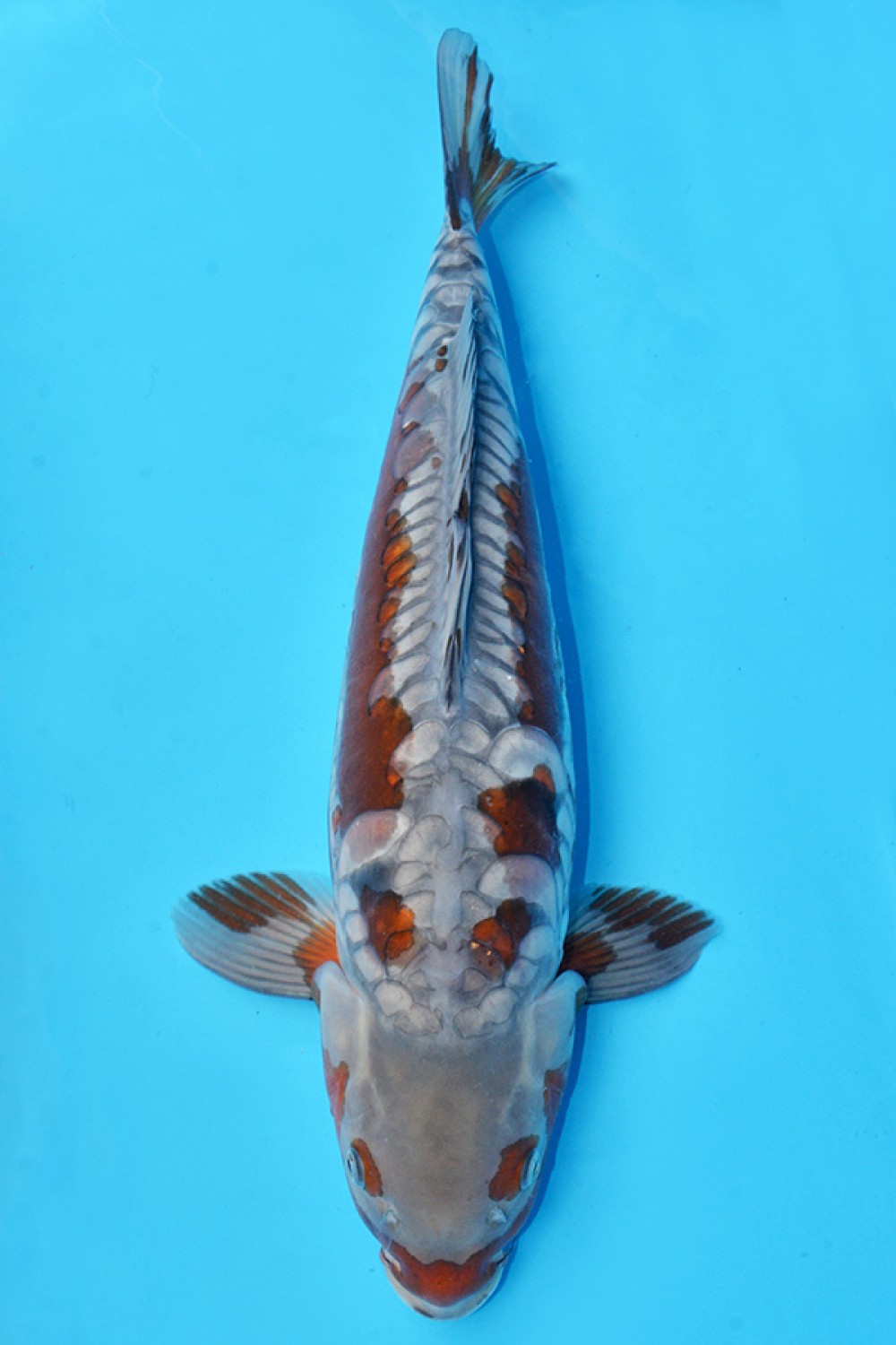 Juara 1