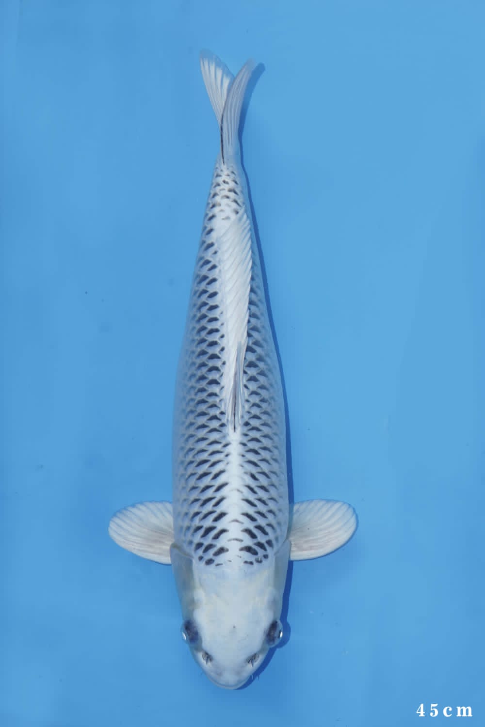 Juara 2