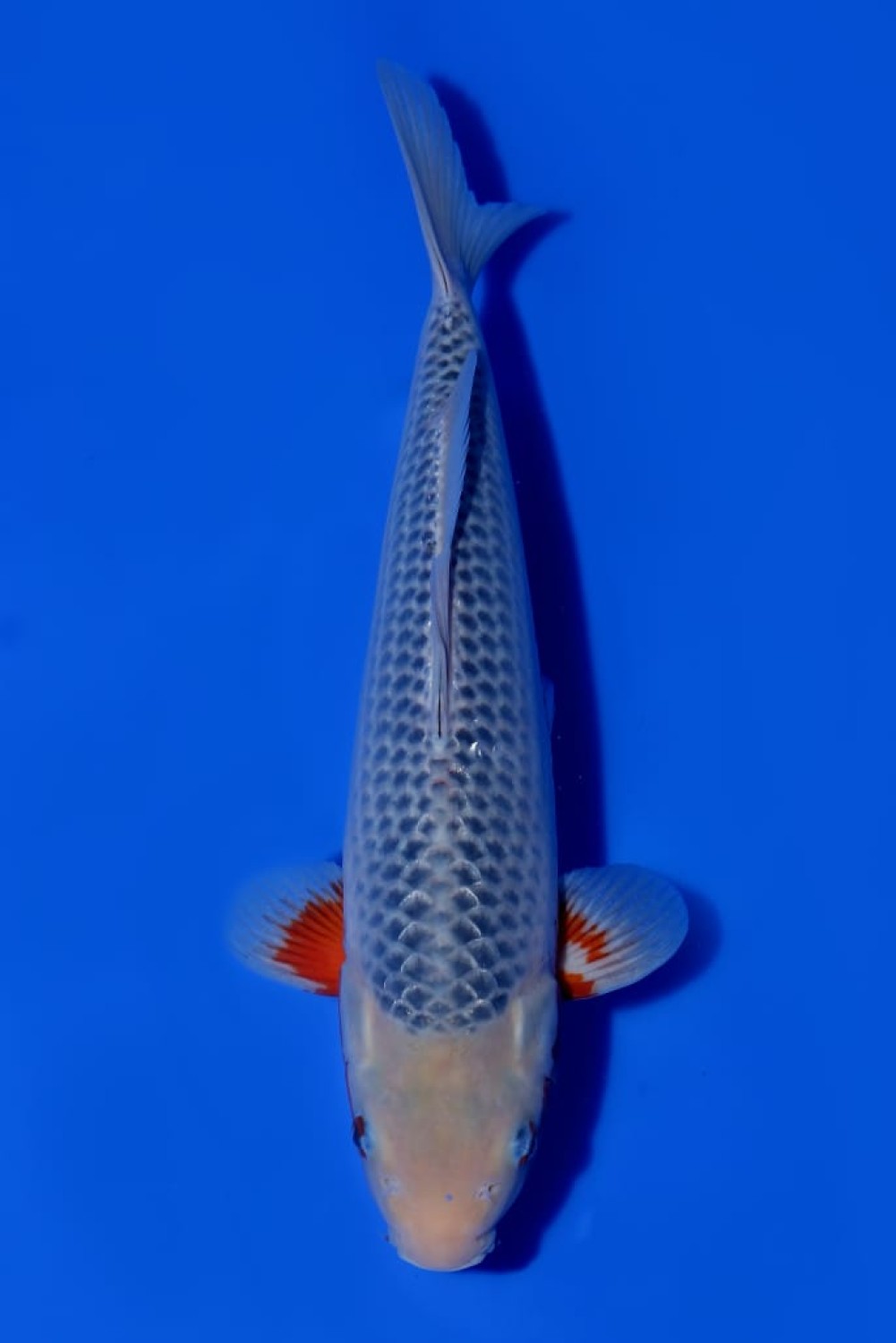 Juara 1