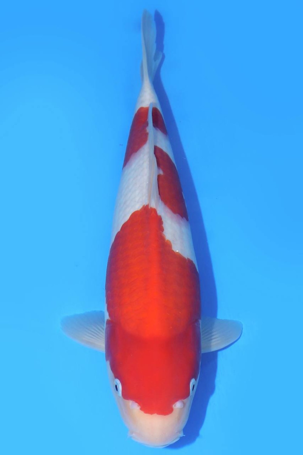Juara 2