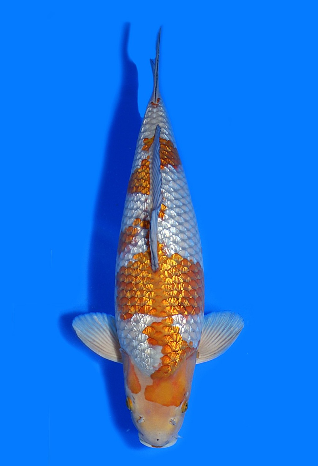 Juara 1