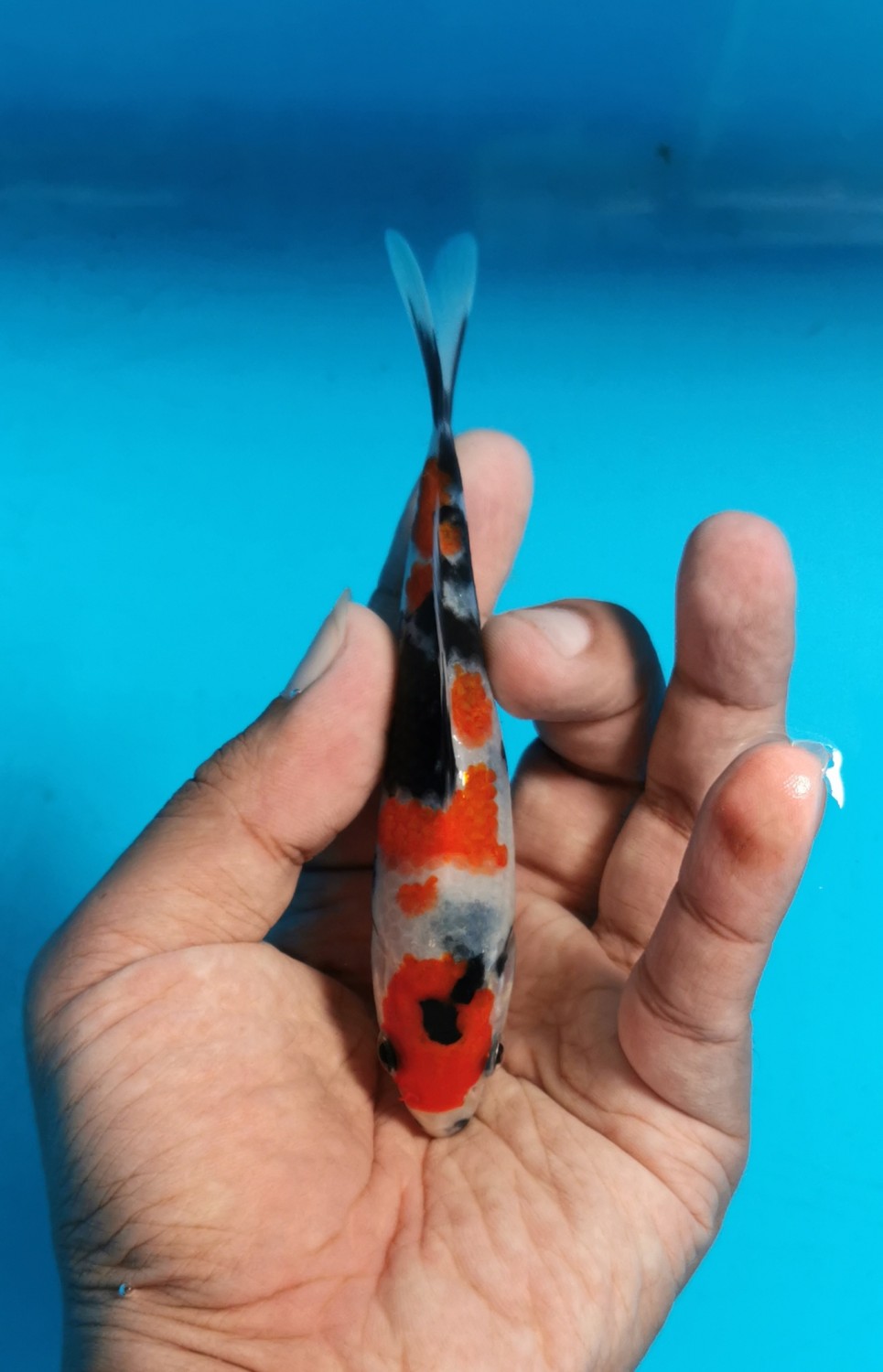 Juara 5