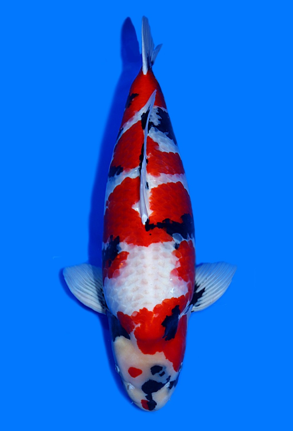 Juara 1
