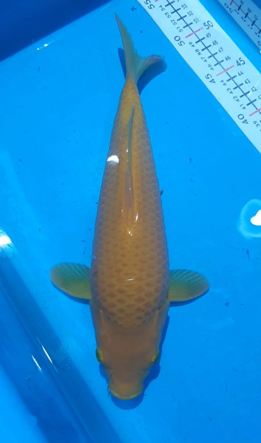 Juara 1