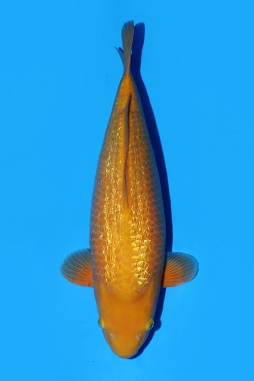 Best In Size E 51 - 55 cm