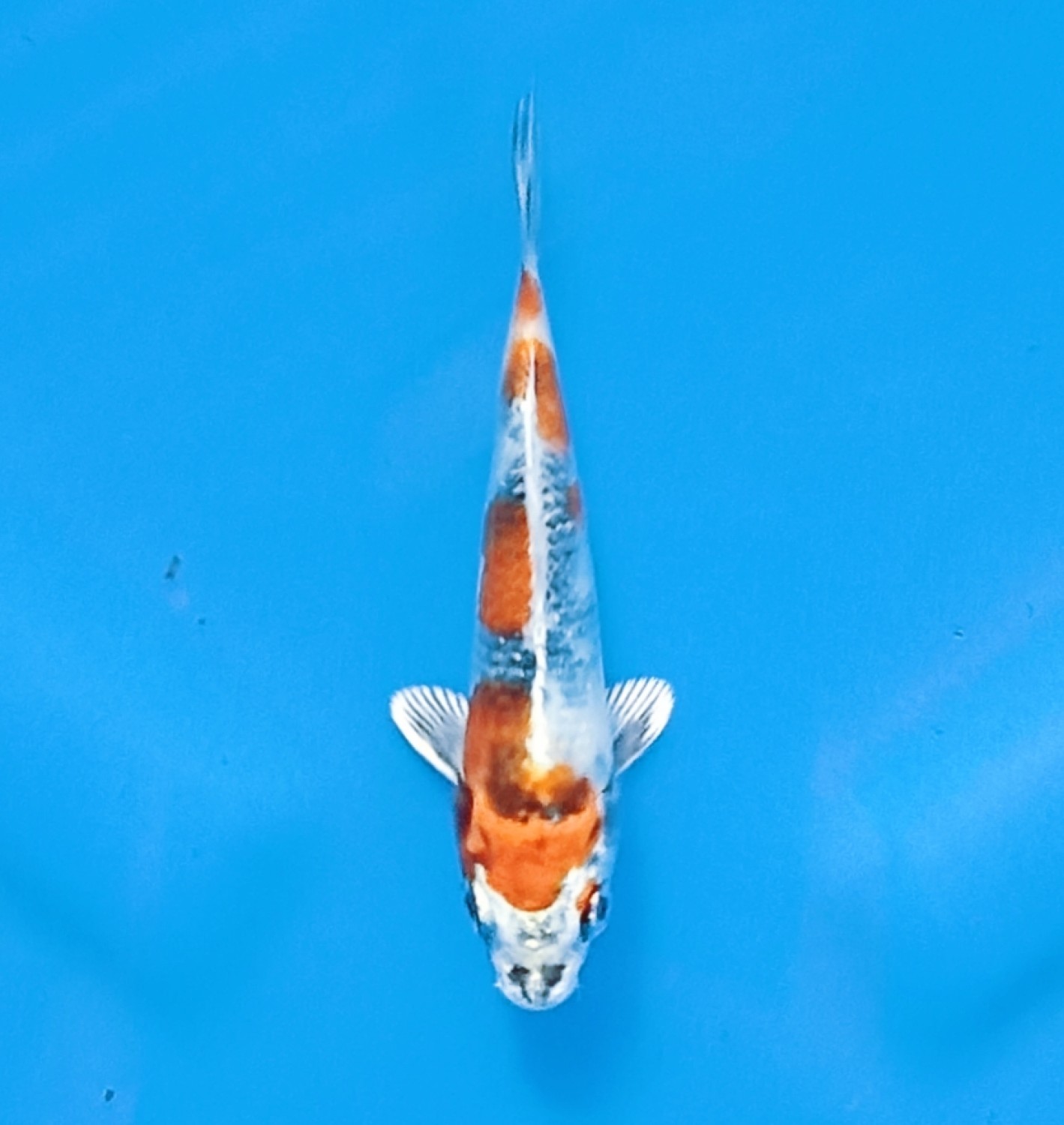 Juara 1