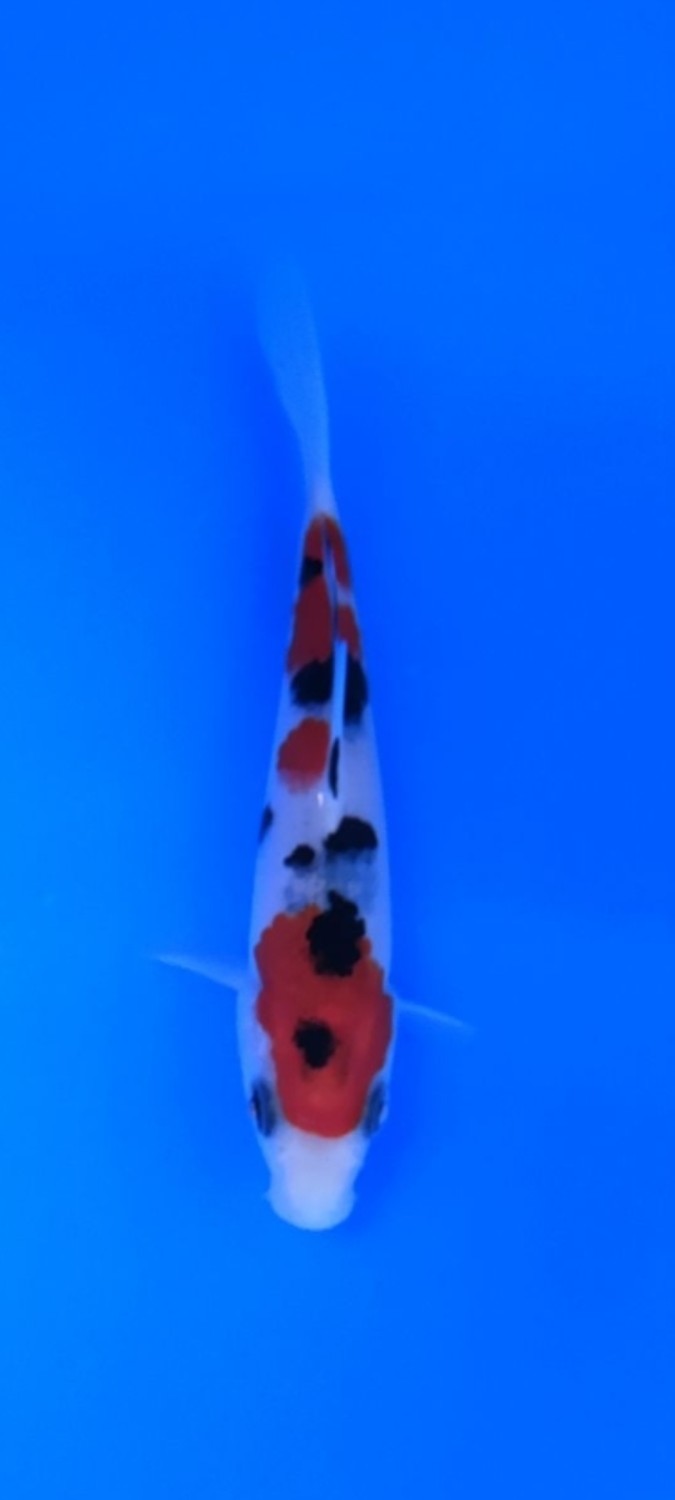 Juara 1
