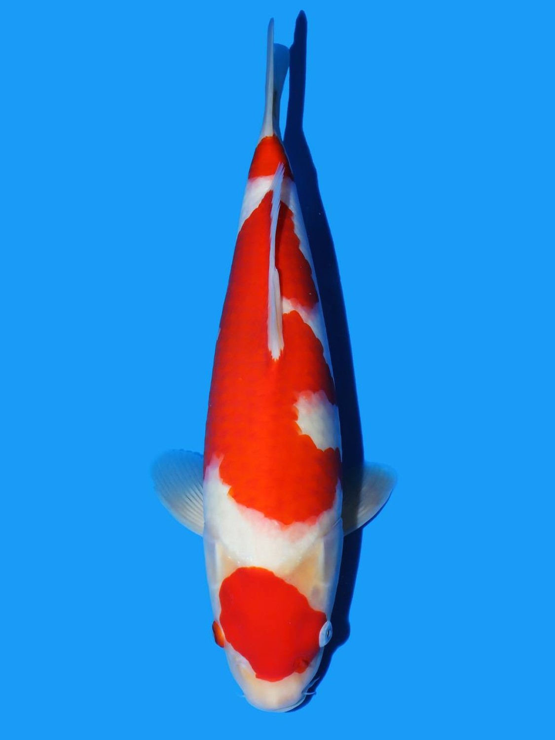 Juara 4