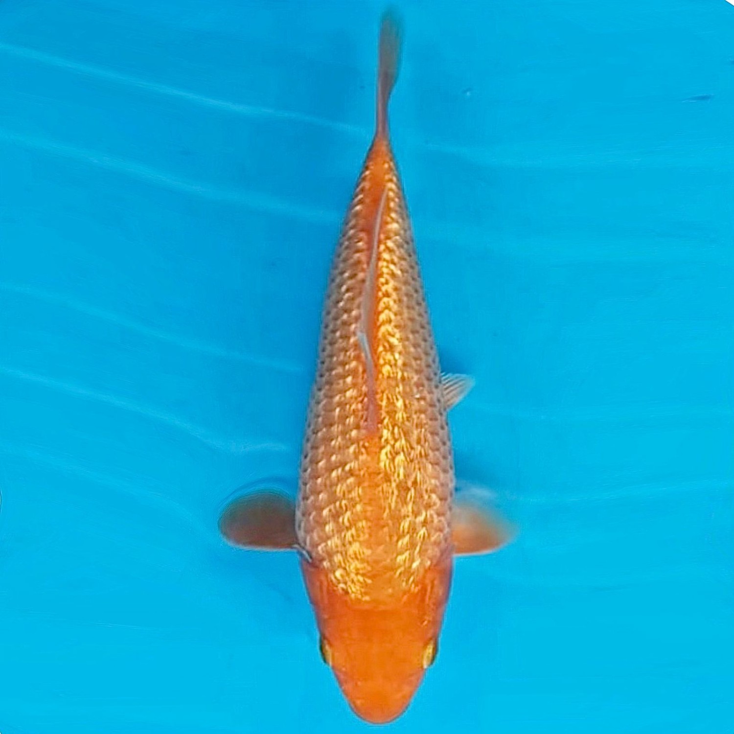 Juara 3