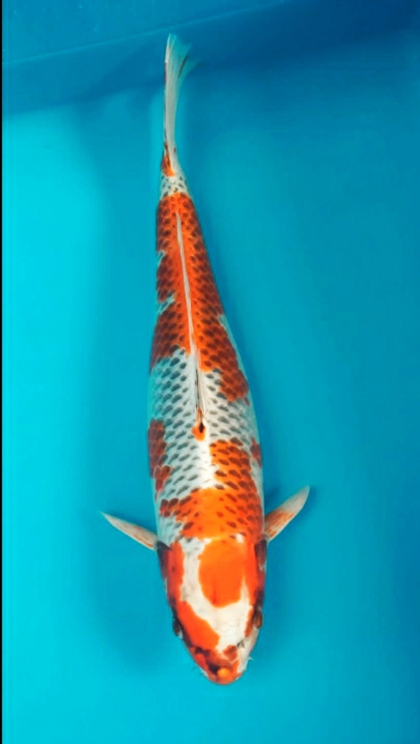 Juara 1