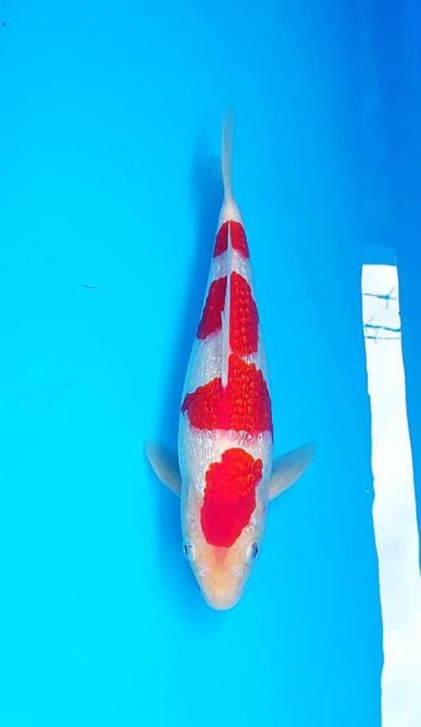 Juara 1