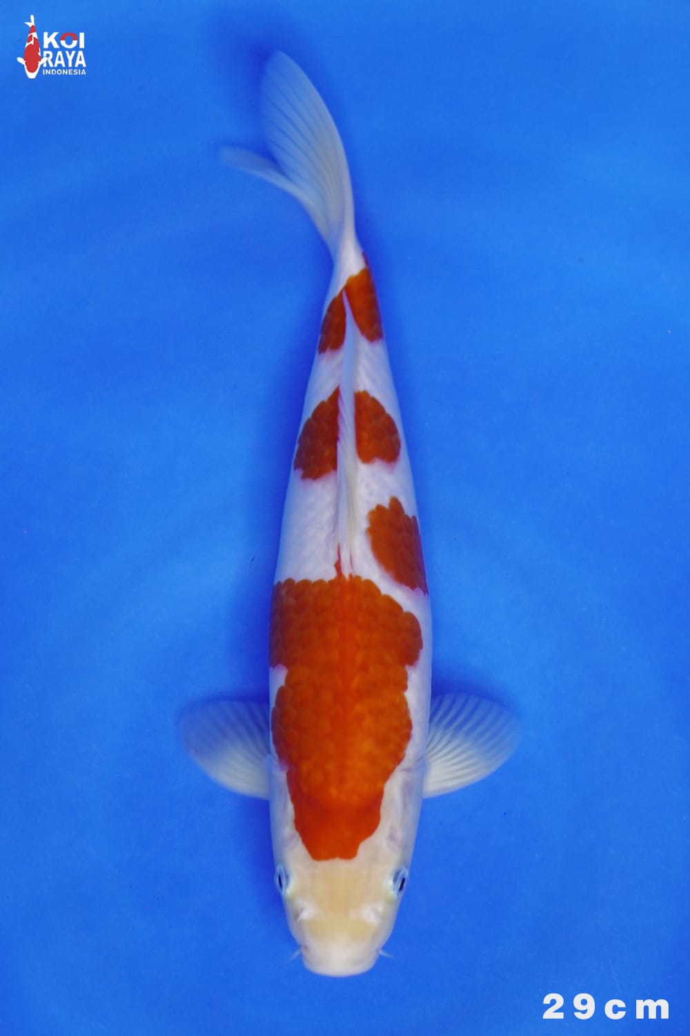 Juara 5