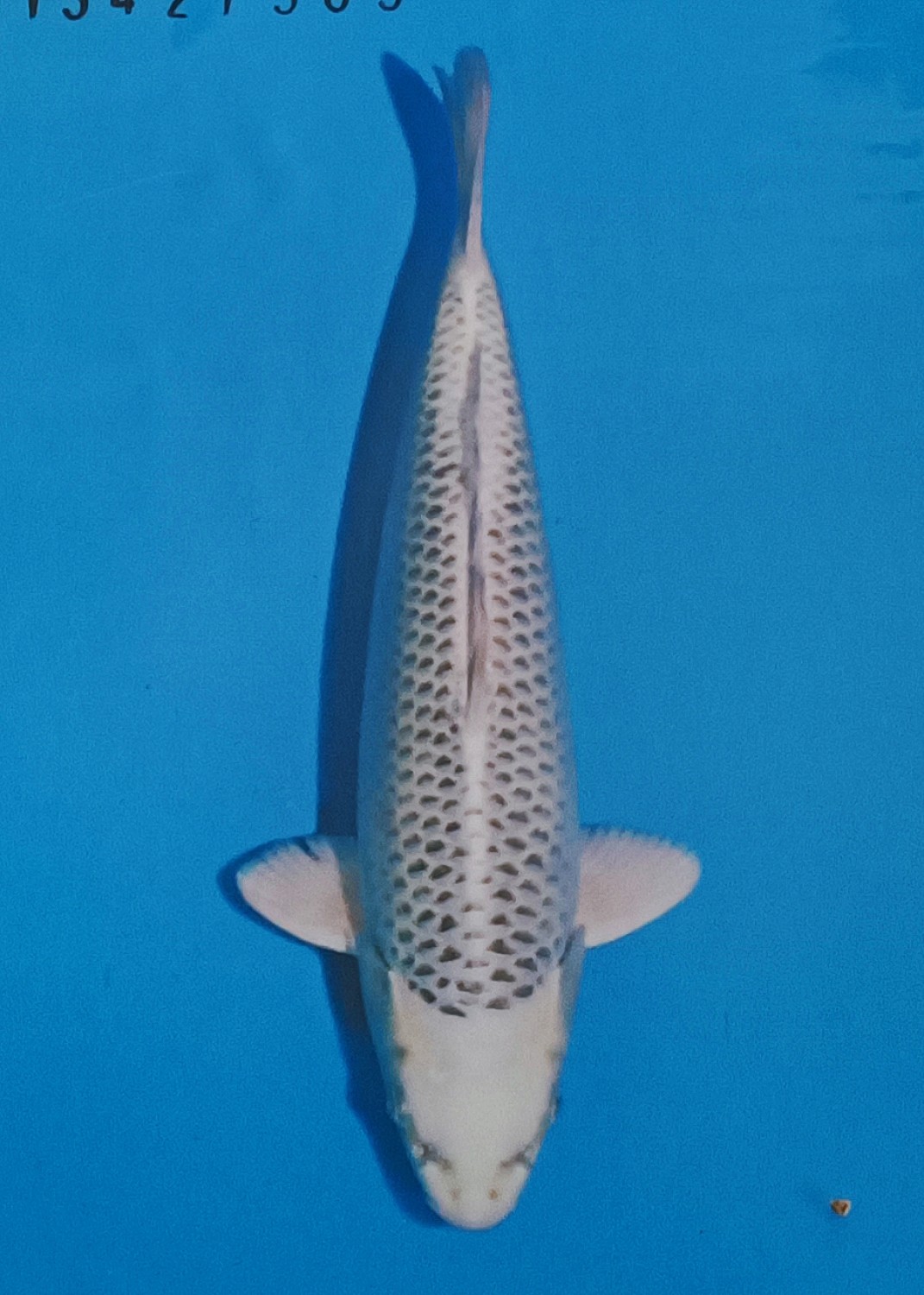 Juara 2