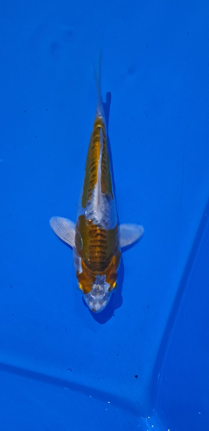 Juara 4