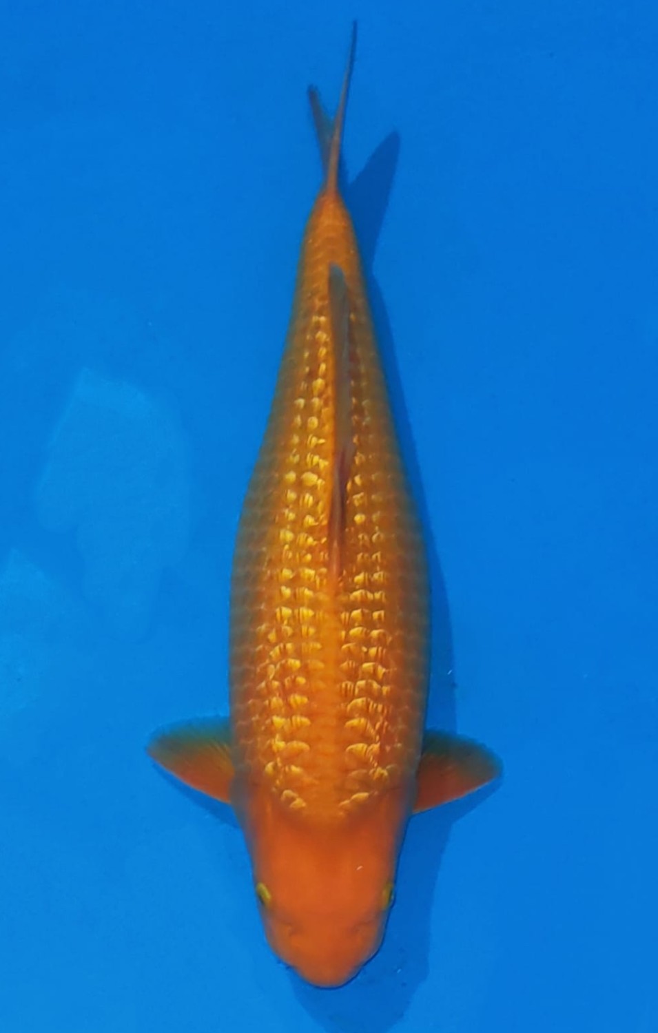 Juara 1
