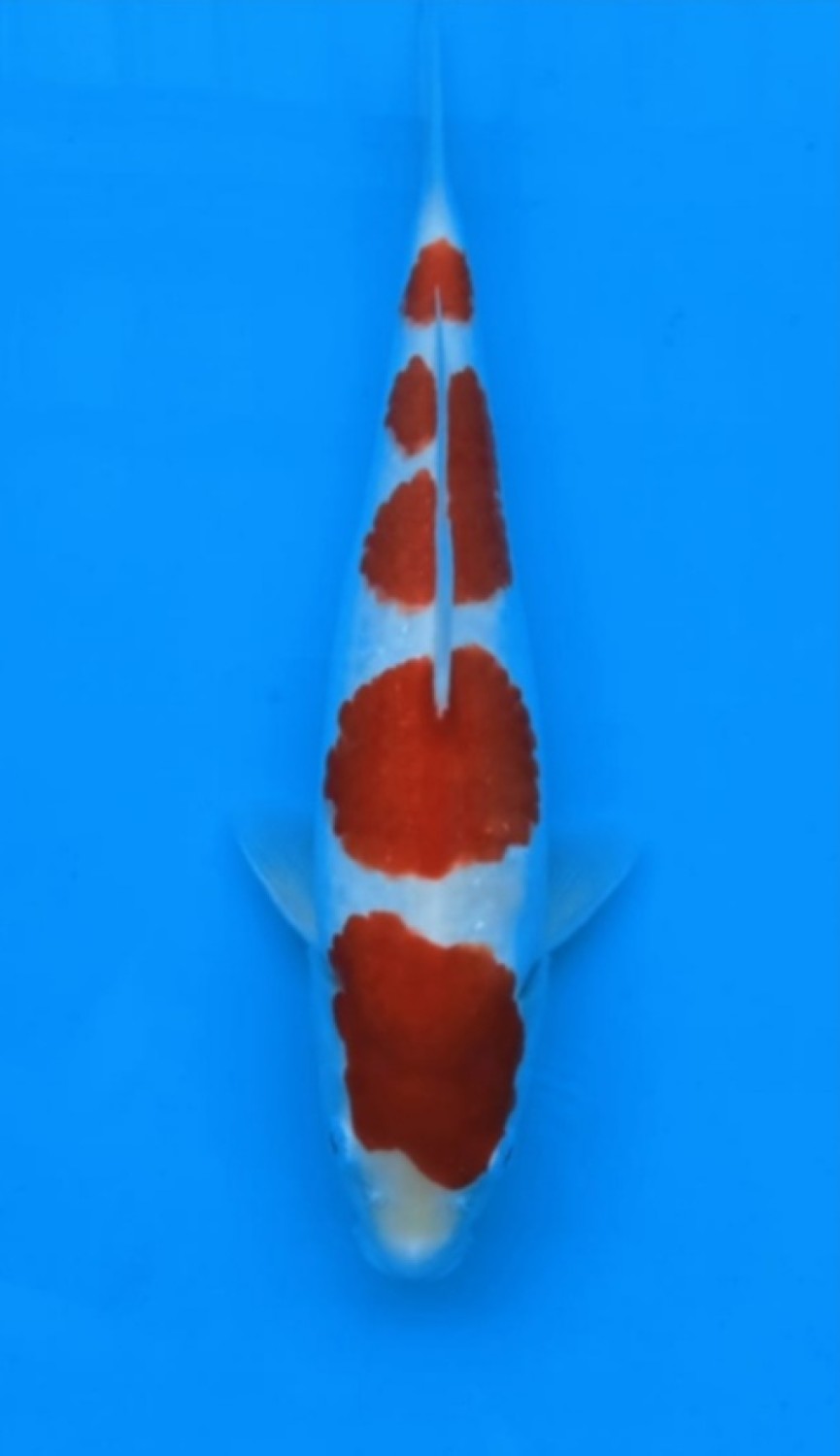 Juara 2