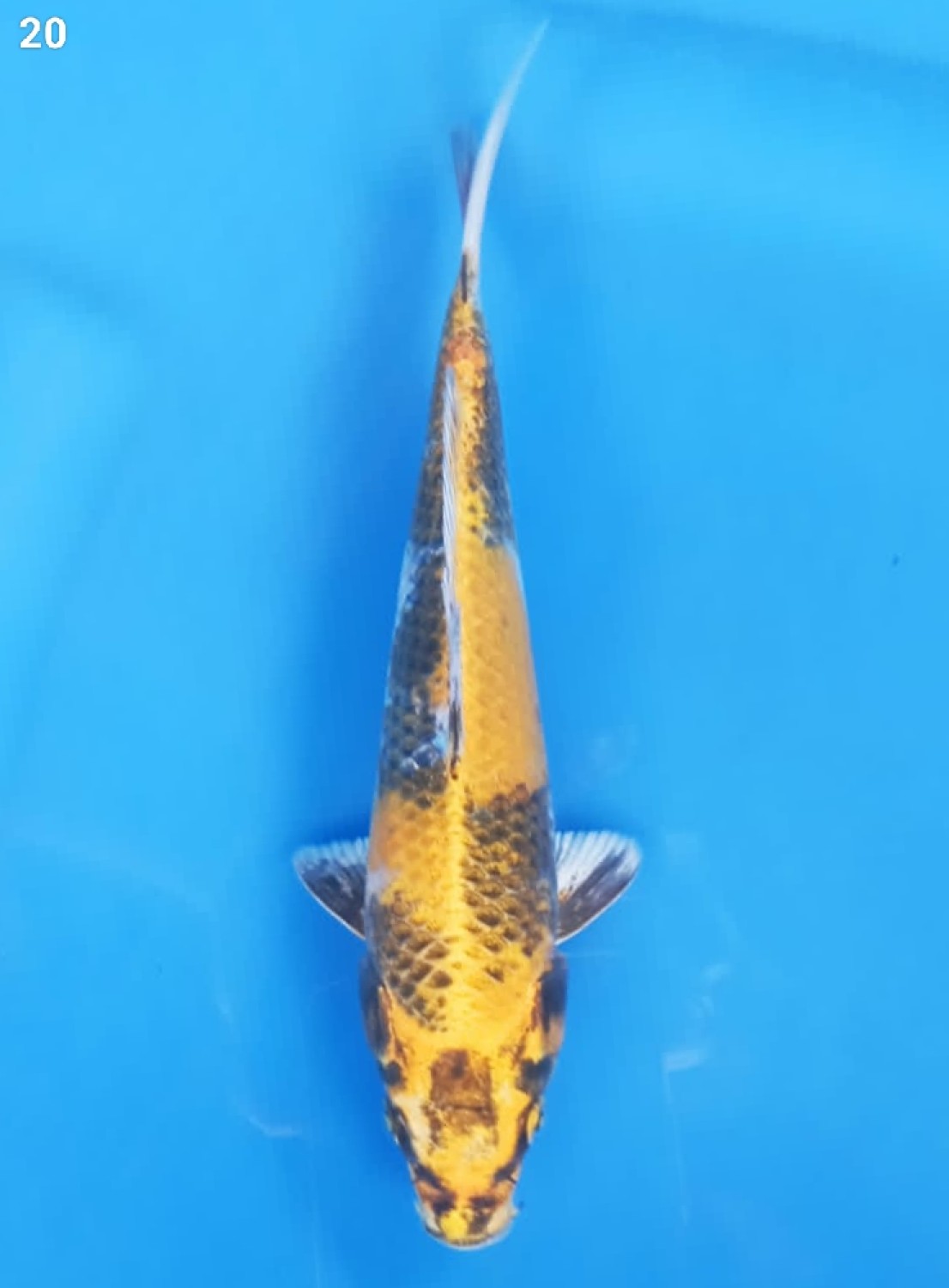 Juara 5