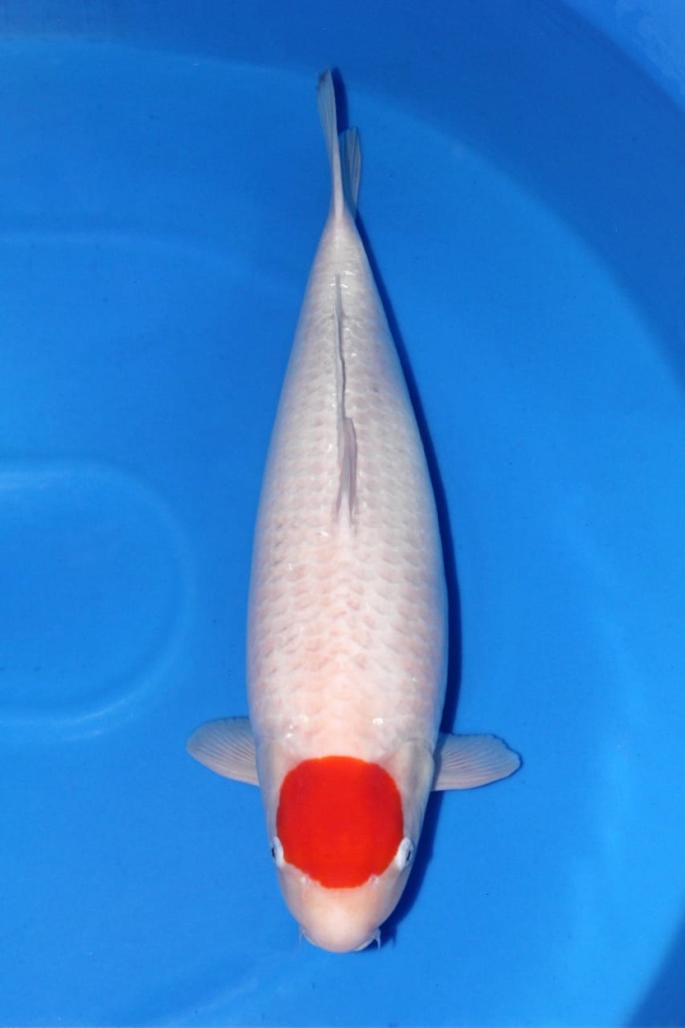Best In Size C 71 - 75 cm