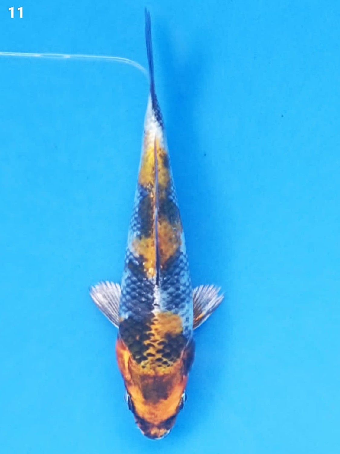 Juara 1