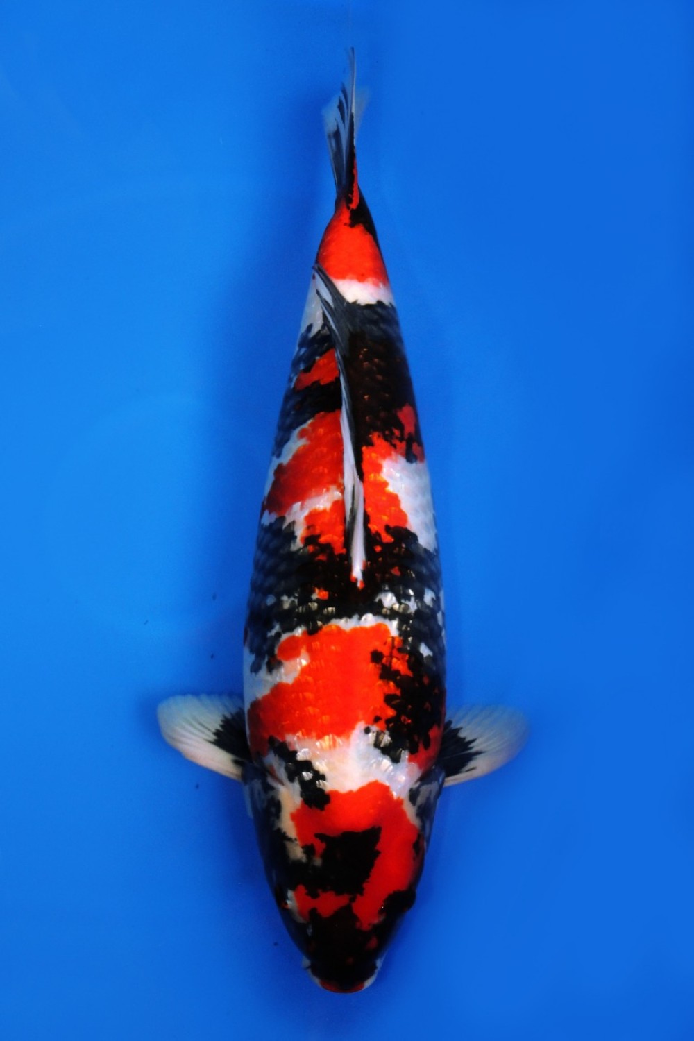 Best In Size B 76 - 80 cm