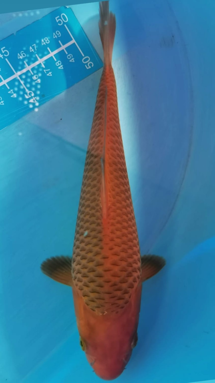 Juara 3